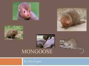 MONGOOSE By Tulika Singhal Physical Description A mongoose