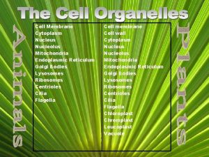 Cell Membrane Cytoplasm Nucleus Nucleolus Mitochondria Endoplasmic Reticulum