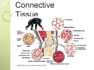 Connective Tissue Connective Tissue Functions Protecting Supporting Binding