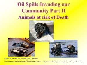 Oil Spills Invading our Community Part II Animals