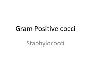 Gram Positive cocci Staphylococci Introduction The staphylococci are
