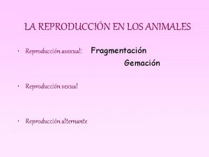 LA REPRODUCCIN EN LOS ANIMALES Reproduccin asexual Fragmentacin