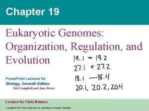 Chapter 19 Eukaryotic Genomes Organization Regulation and Evolution Chapter 19 Eukaryotic Genomes Organization Regulation and Evolution