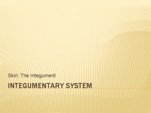 Skin The Integument INTEGUMENTARY SYSTEM WHAT IS THE