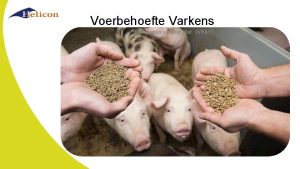 Voerbehoefte Varkens IBS voeren van het dier VE