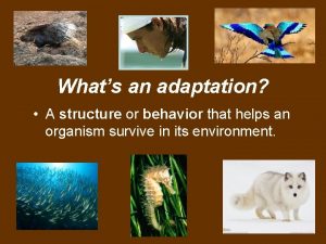 Whats an adaptation A structure or behavior that