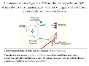 Un muscolo un organo effettore che se opportunamente