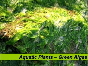 Aquatic Plants Green Algae www onacd ca Green