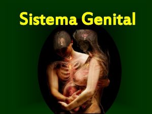 Sistema Genital Sistema Genital Conceito Aparelho reprodutor Aparelho