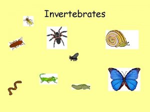 Invertebrates Invertebrates Invertebrates are animals with NO backbone