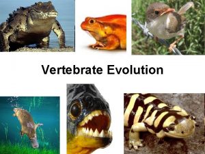 Vertebrate Evolution Vertebrate Evolution Steps 1 Vertebral column