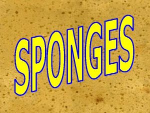 MULTICELLULAR HETEROTROPHIC SPONGES THEY AREARE A MASS THE