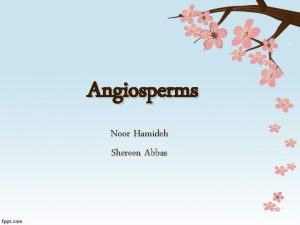 Angiosperms Noor Hamideh Shereen Abbas Introduction Angiosperms are