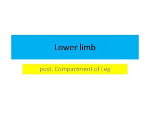Lower limb post Compartment of Leg Posterior Compartment