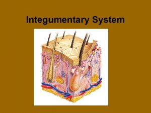 Integumentary System The Integumentary System is the largest