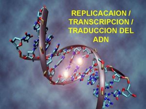 REPLICACAION TRANSCRIPCION TRADUCCION DEL ADN 1 El ADN