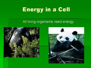 Energy in a Cell All living organisms need