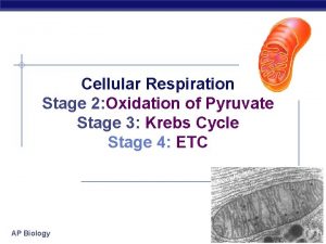 Cellular Respiration Stage 2 Oxidation of Pyruvate Stage