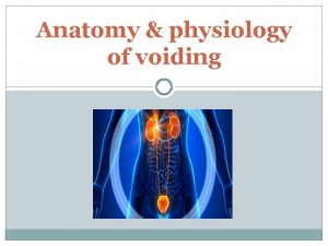 Anatomy physiology of voiding URINARY BLADDER AND URETHRA
