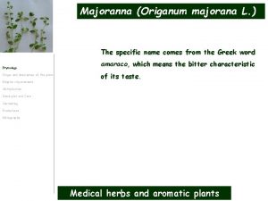 Majoranna Origanum majorana L The specific name comes