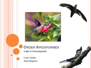 ORDER APODIFORMES Swifts Hummingbirds Casie Garber Patti Salsgiver