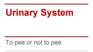 Urinary System To pee or not to pee