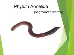 Phylum Annelida segmented worms Main Characteristics segments true
