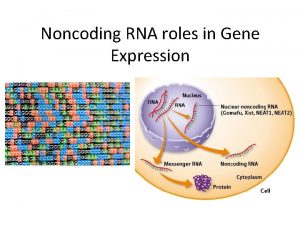 Noncoding RNA roles in Gene Expression I Prior