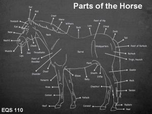 Parts of the Horse EQS 110 Instructions This