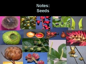 Notes Seeds What is a seed A seed