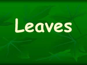 Leaves Leaves play an important role for the