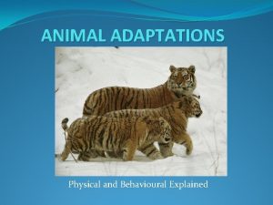 ANIMAL ADAPTATIONS Physical and Behavioural Explained ANIMAL ADAPTATIONS