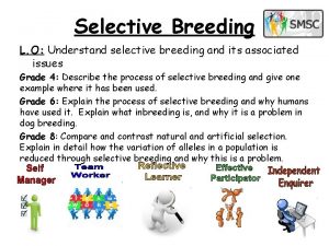 Selective Breeding L O Understand selective breeding and