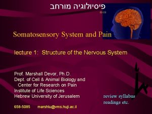 08 09 Somatosensory System and Pain lecture 1