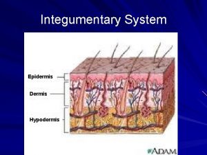 Integumentary System Epidermis Dermis Hypodermis Functions of the