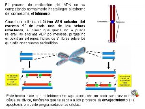 TEMA 11 EXPRESIN DE LA INFORMACIN GENTICA TRANSCRIPCIN