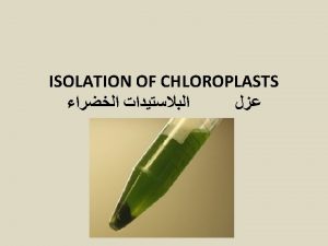 chloroplast The chloroplast is the place in a