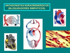 ANTAGONISTAS NORADRENERGICOS BLOQUEADORES SIMPATICOS BLOQUEADORES NORADRENERGICOS 1 BLOQUEADORES