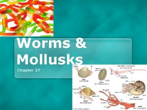 Worms Mollusks Chapter 27 Flatworms Phylum Platyhelminthes Bilateral