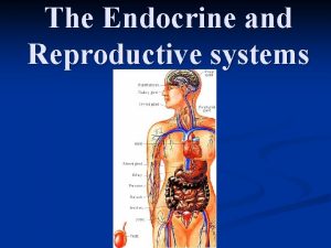 The Endocrine and Reproductive systems The Endocrine System