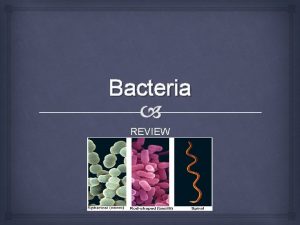 Bacteria REVIEW Bacteria are singlecelled organisms Are present