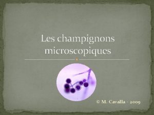 Les champignons microscopiques M Cavalla 2009 Ce sont