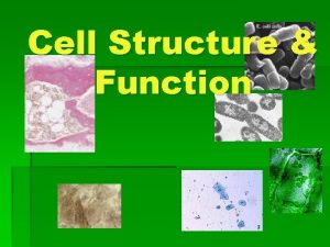 Cell Structure Function Life is Cellular A little