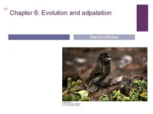 Chapter 6 Evolution and adpatation Darwins finches Heavy
