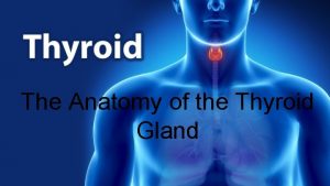 The Anatomy of the Thyroid Gland Thyroid Gland