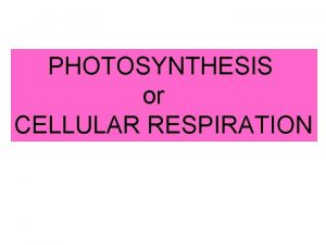 PHOTOSYNTHESIS or CELLULAR RESPIRATION Cellular Respiration or Photosynthesis