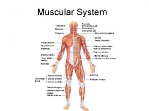 Muscular System The Muscular System Three basic muscle