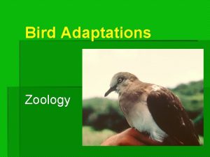 Bird Adaptations Zoology Bird Adaptations 1 Types of