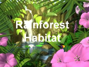 Rainforest Habitat Rainforest Lands A tropical rain forest