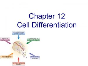 Chapter 12 Cell Differentiation 1 Cell differentiation 2